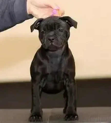 Cucciolo Staffy nero in posa