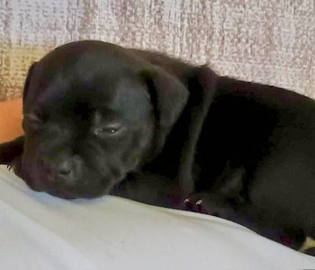 Cucciolo Staffy nero che riposa
