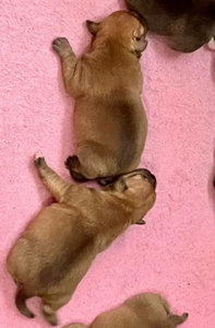 Cuccioli Staffy fulvi